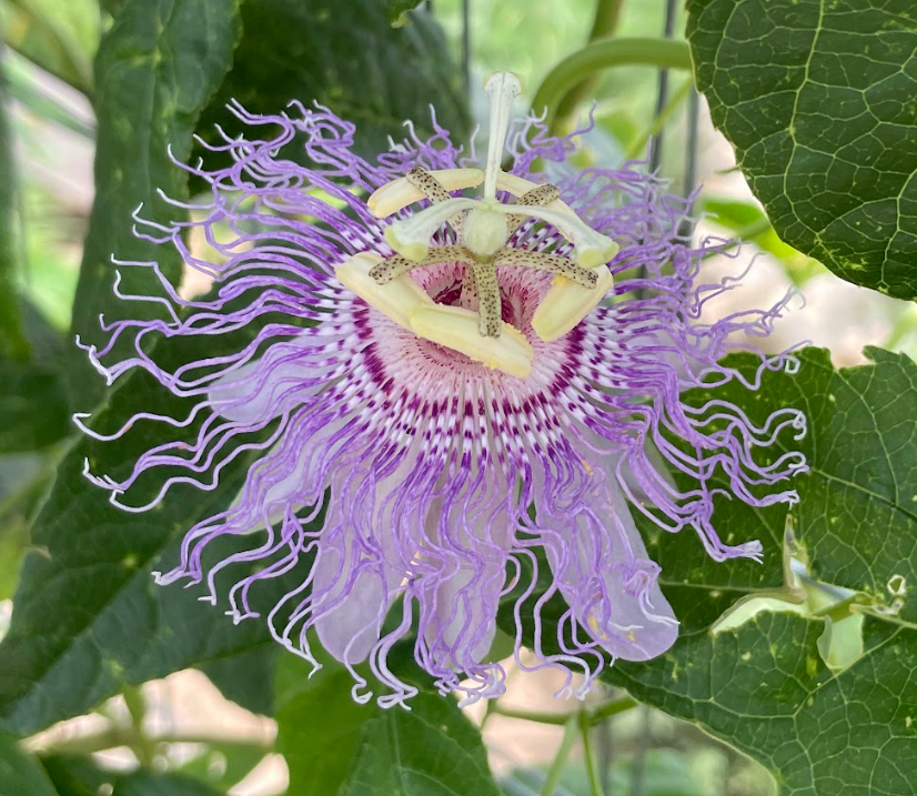 Purple Passionflower, Passiflora incarnata