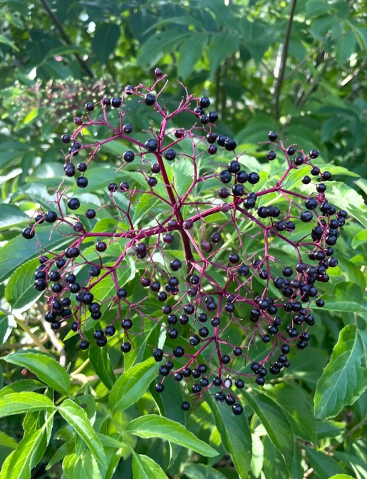 American Elderberry, Sambucus canadensis