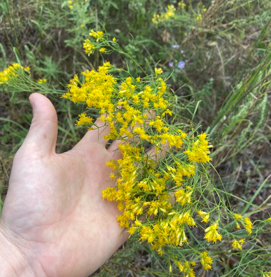Texas Golden Top, Euthamia gymnospermoides