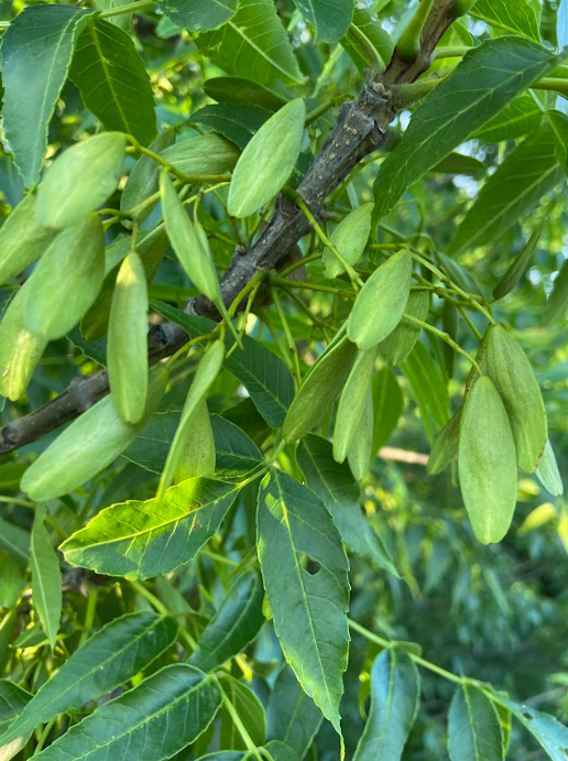 Blue Ash, Fraxinus quadrangulata