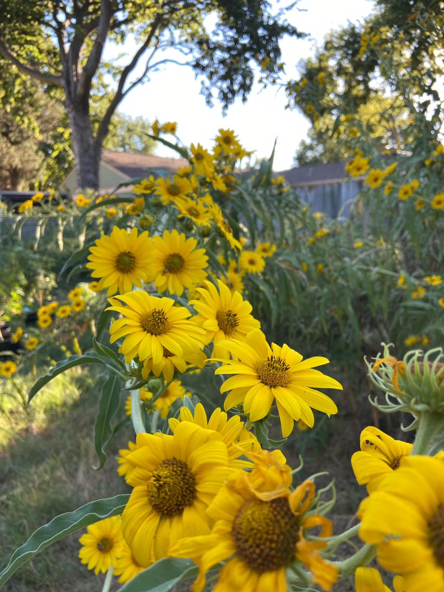 Maximilian's Sunflower, Helianthus maximiliani