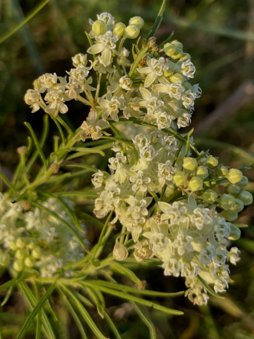 Whorled Milkweed, Asclepias verticillata