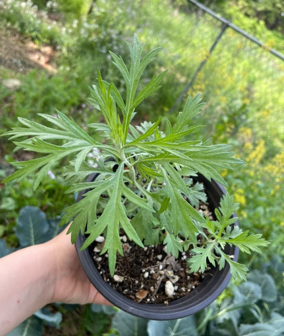 Prairie Sage, Artemisia ludoviciana