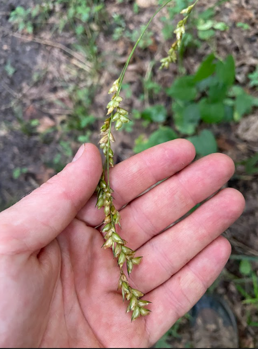 Beak Grass, Diarrhena obovata