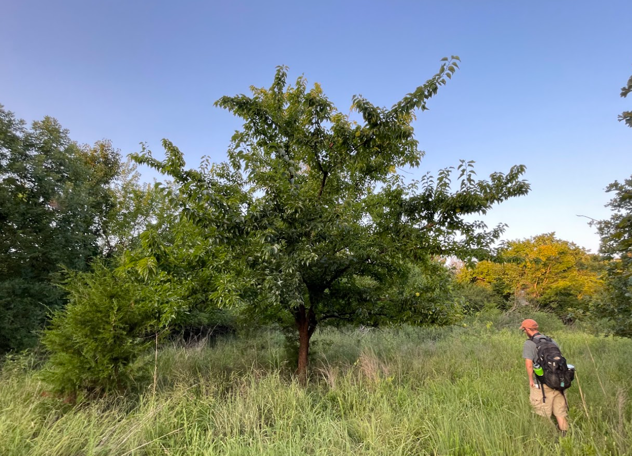 Osage Orange, Maclura pomifera