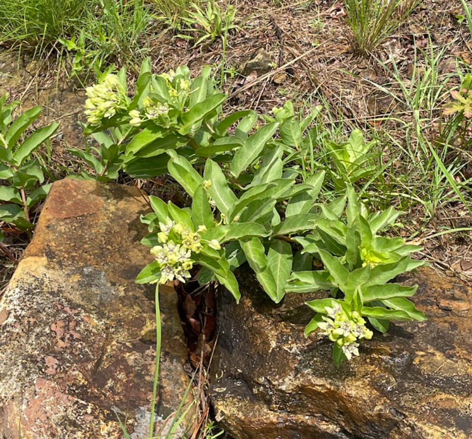 Green Milkweed, Asclepias viridis