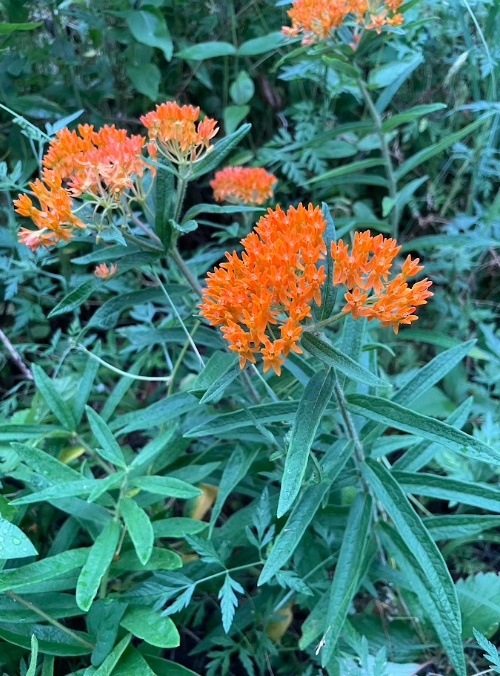 Butterfly Milkweed, Asclepias tuberosa