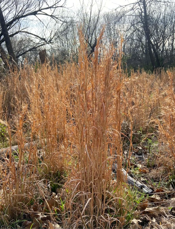 Broomsedge Bluestem, Andropogon virginicus