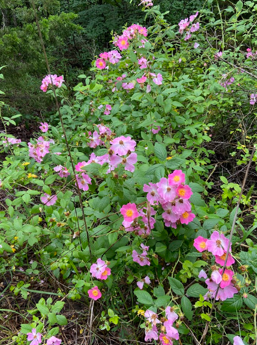 Climbing Rose, Rosa setigera