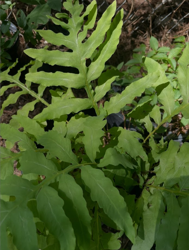 Sensitive Fern, Onoclea sensibilis