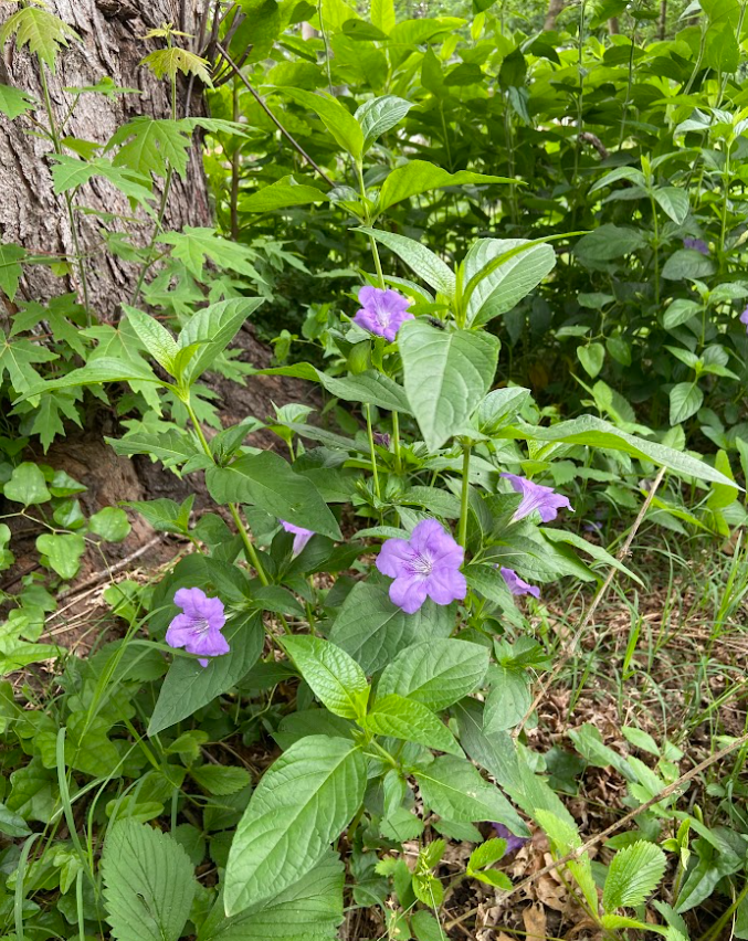 Smooth Wild Petunia, Ruellia strepens