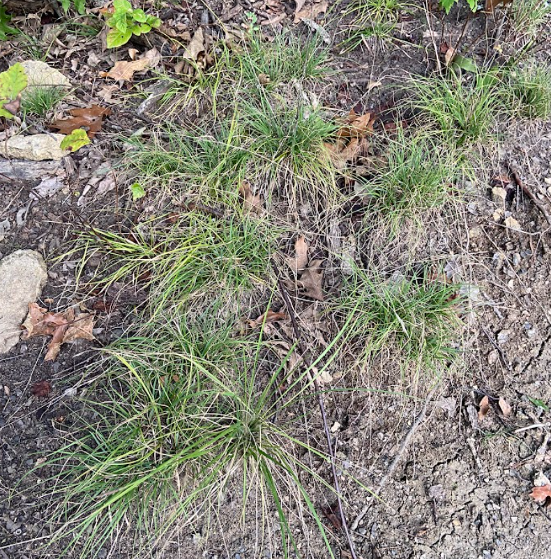 Poverty Oat Grass, Danthonia spicata