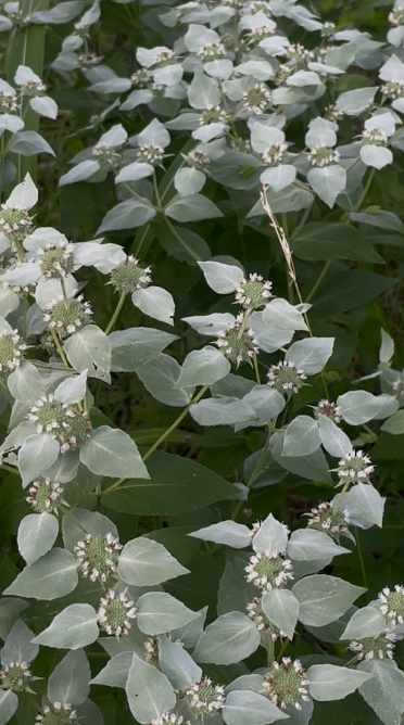 Clustered Mountain Mint, Pycnanthemum muticum