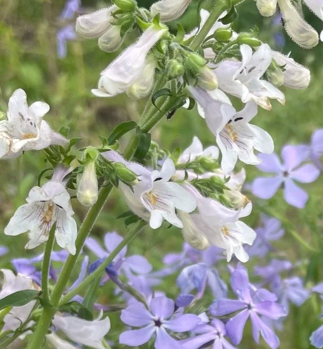 Arkansas Penstemon, Penstemon arkansanus