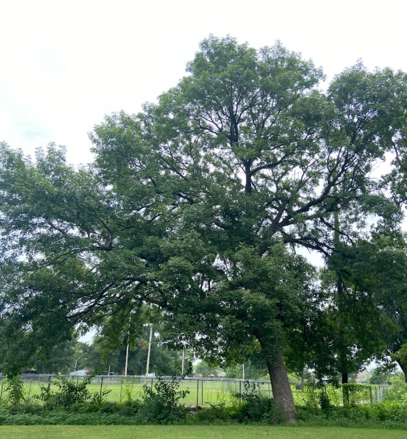 Green Ash, Fraxinus pennsylvanica