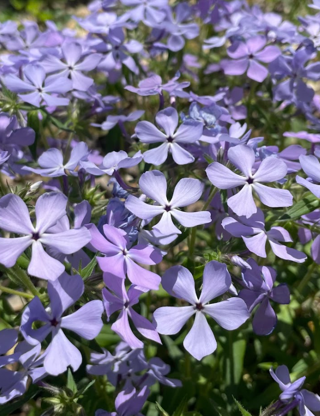 Woodland Phlox, Phlox divaricata