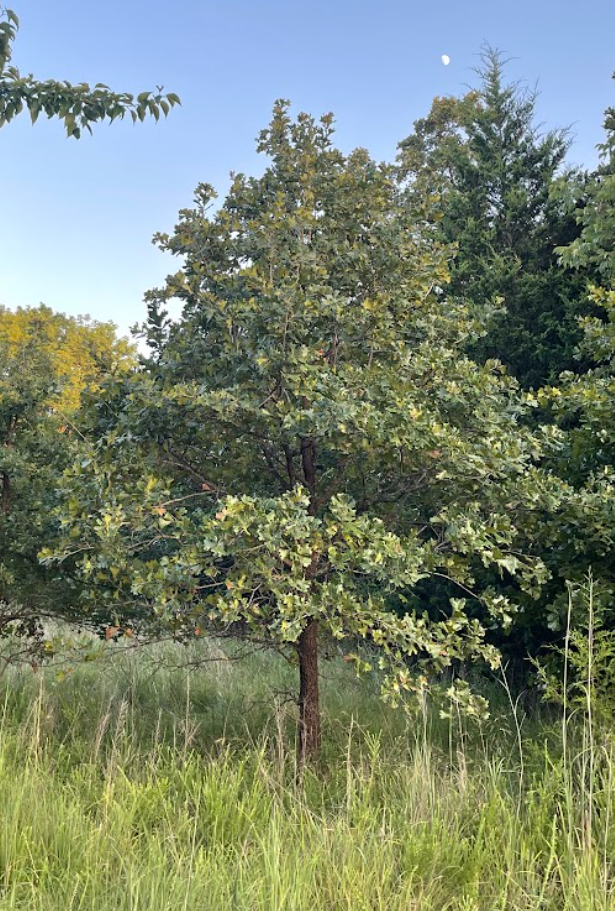 Blackjack Oak, Quercus marilandica