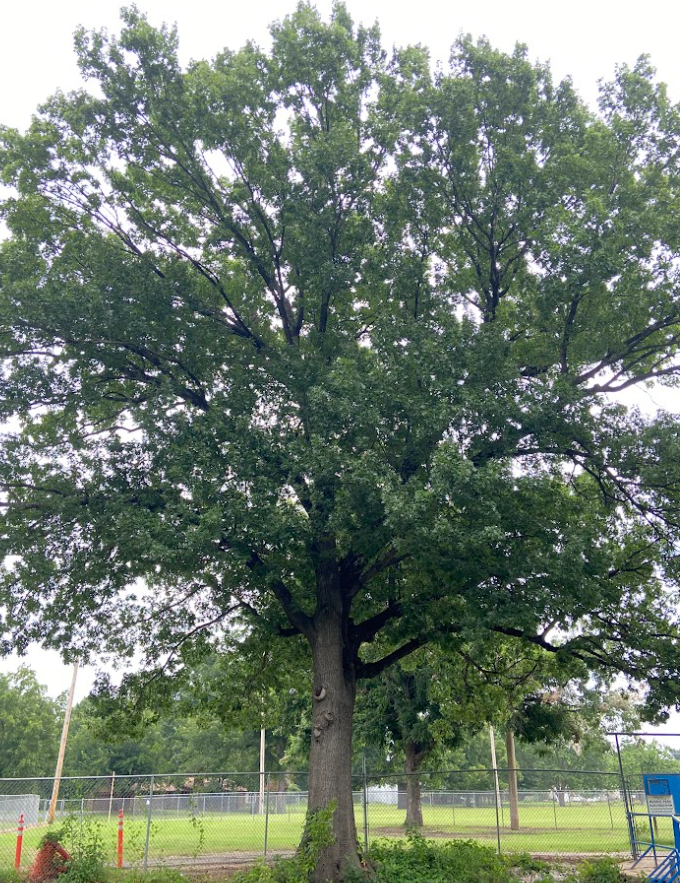 Shumard Oak, Quercus shumardii