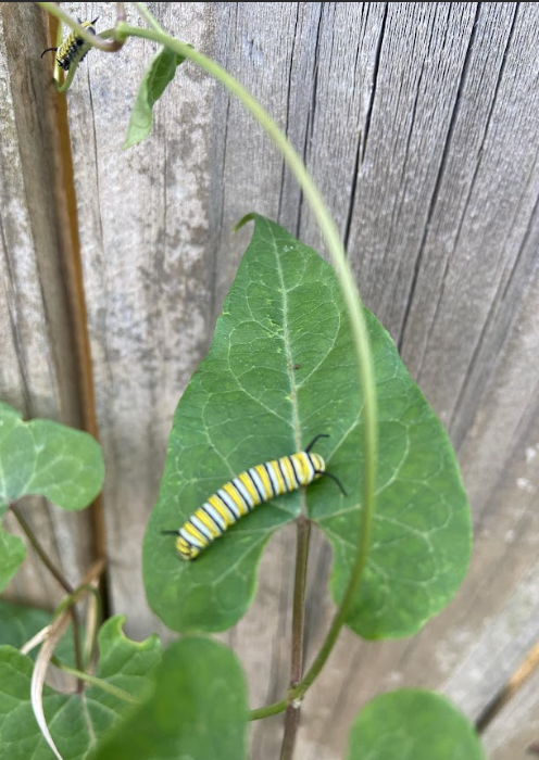 Honeyvine, Cynanchum laeve