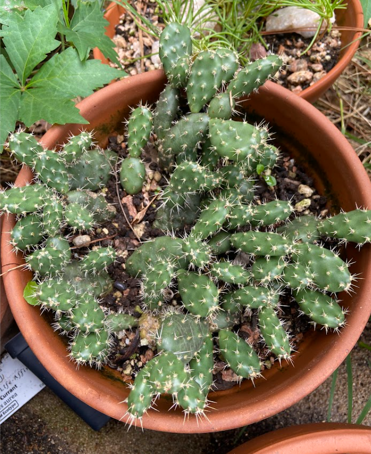 Brittle Prickly Pear, Opuntia fragilis