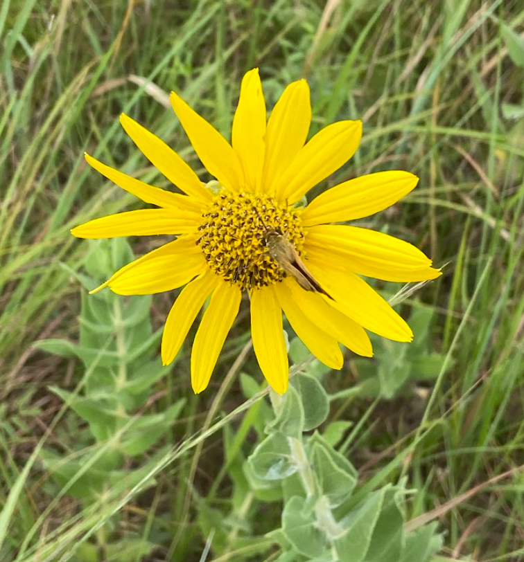 Ashy Sunflower, Helianthus mollis