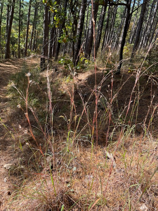 Little Bluestem, Schizachyrium scoparium