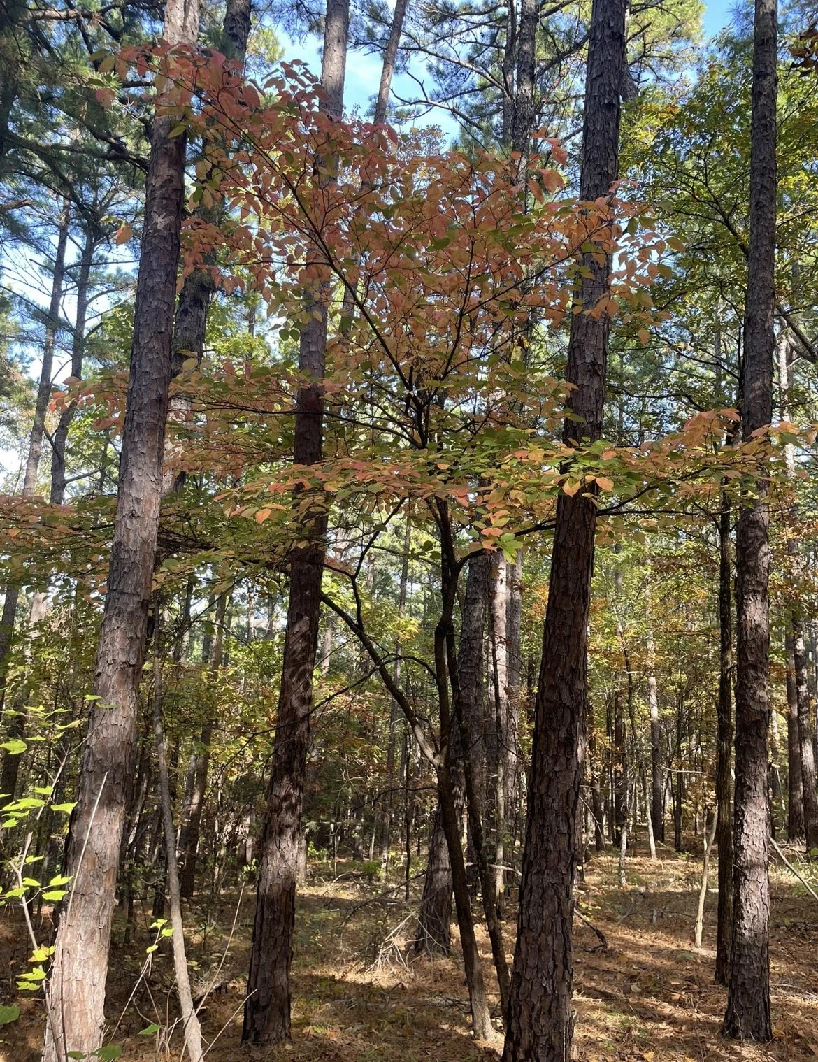 FloweringDogwood4.PNG