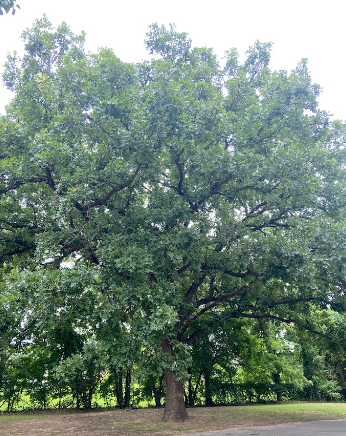 Bur Oak, Quercus macrocarpa