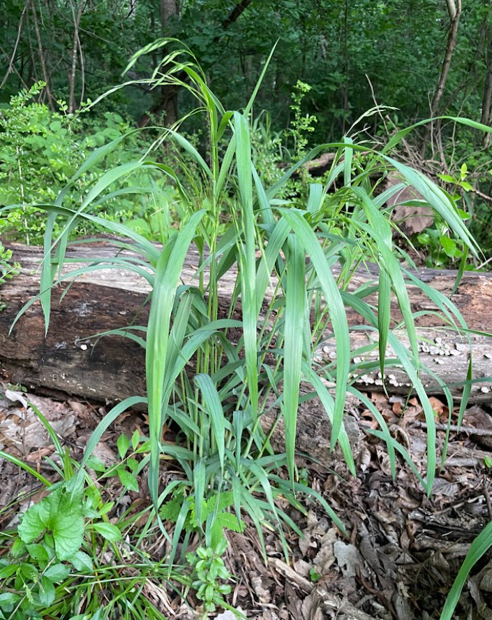 Hairy Wood Brome, Bromus pubescens