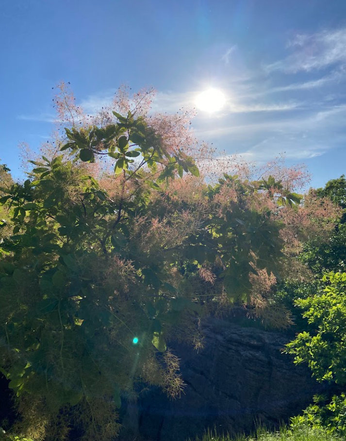 American Smoketree, Cotinus obovata