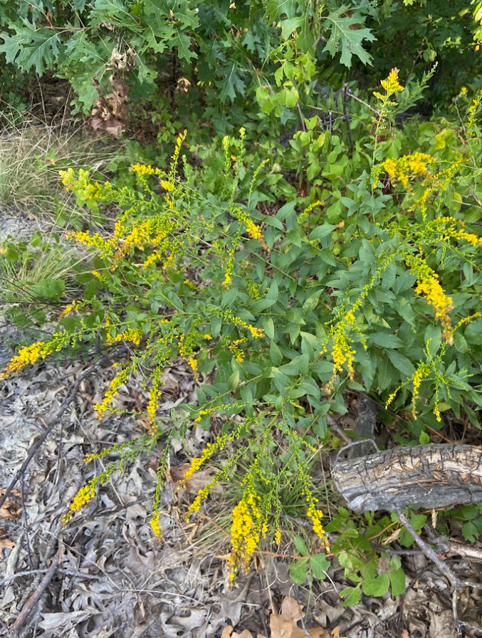 Delicate Goldenrod, Solidago delicatula