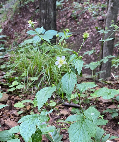 White Avens, Geum canadense