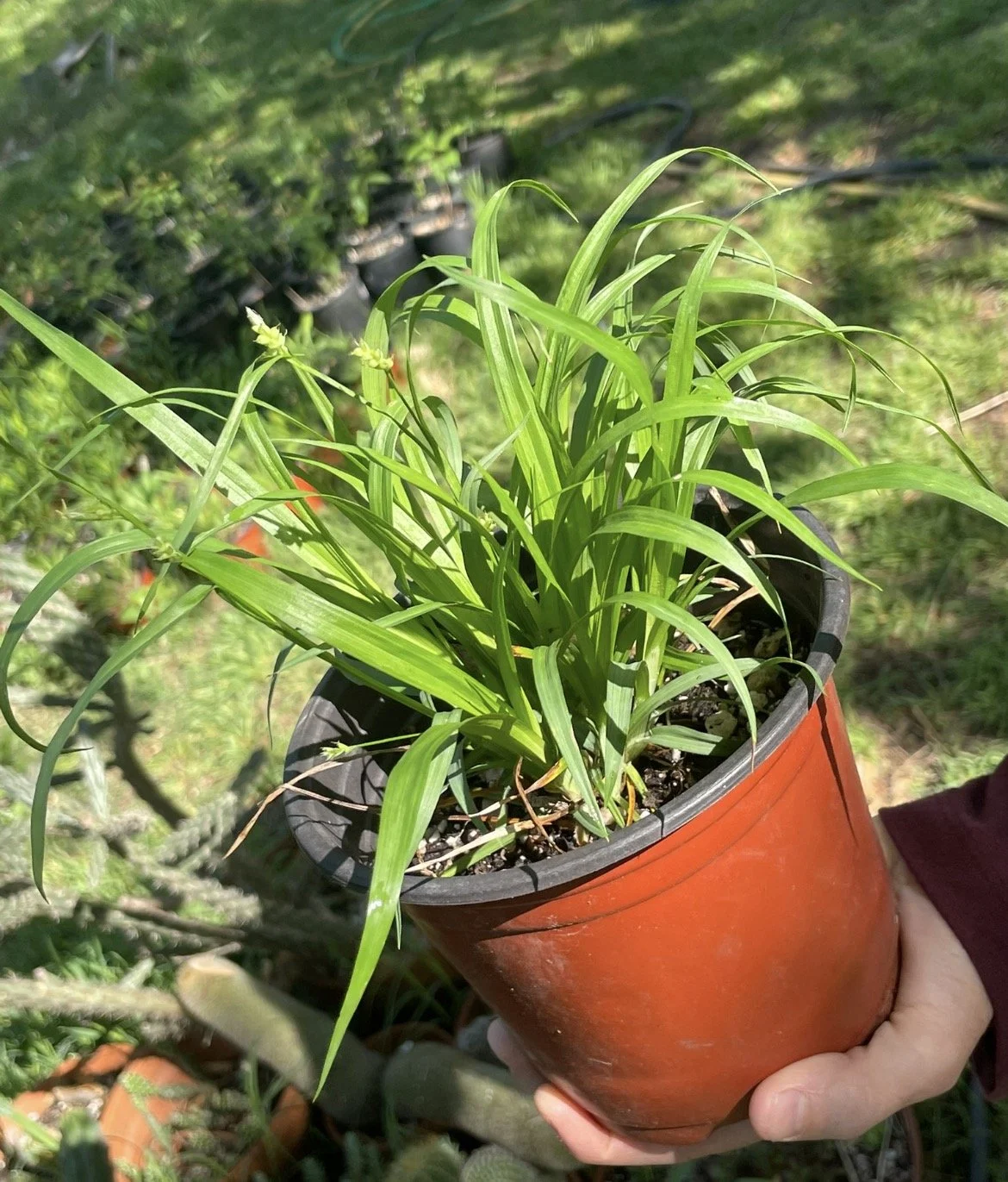 Common Wood Sedge, Carex blanda
