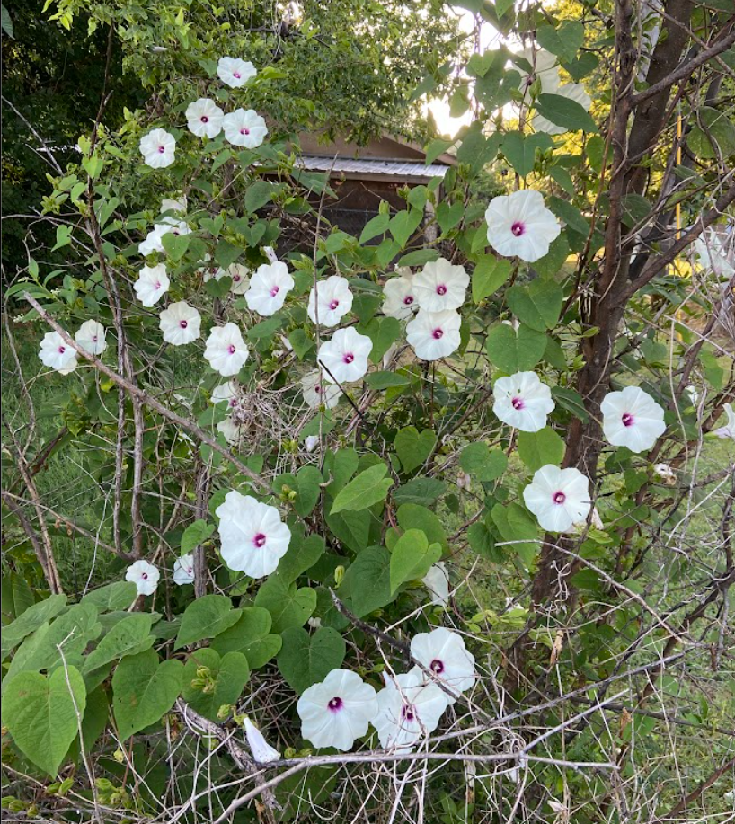 Wild Sweet Potato, Ipomoea pandurata