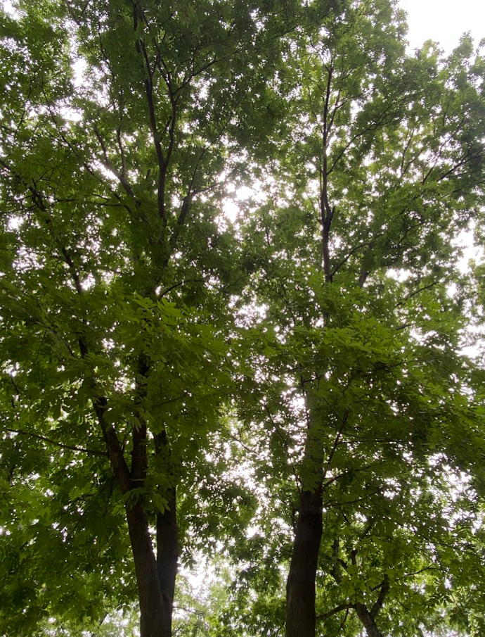 Bitternut Hickory, Carya cordiformis