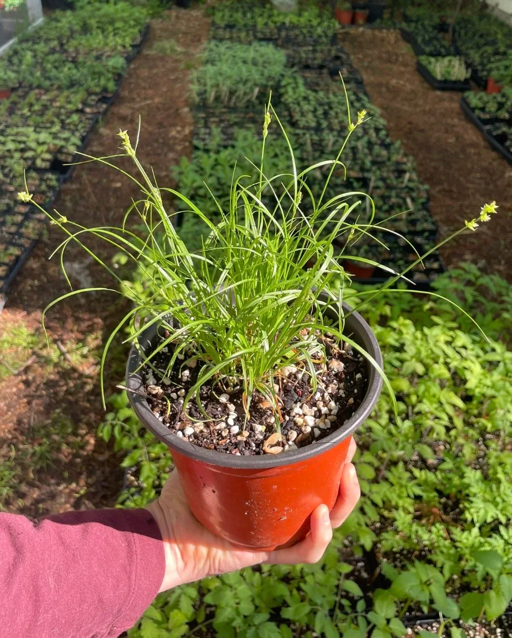 Leavenworth's Sedge, Carex leavenworthii