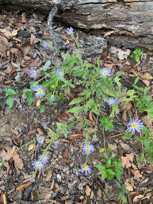 Late Purple Aster, Symphyotrichum patens