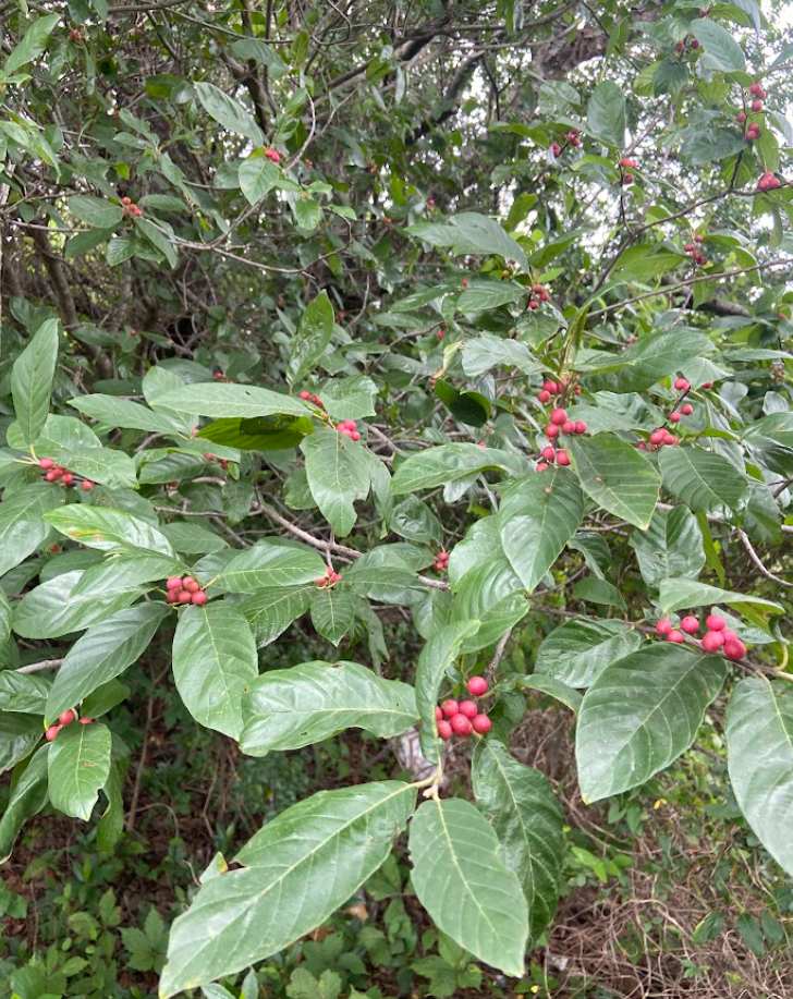Carolina Buckthorn, Frangula caroliniana