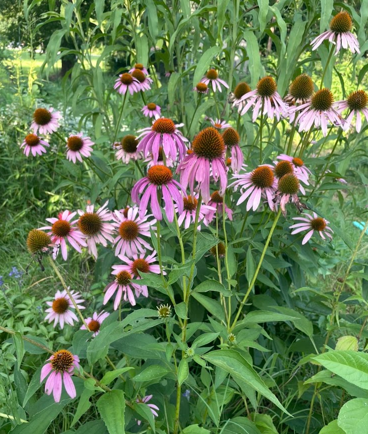 Purple Coneflower, Echinacea purpurea
