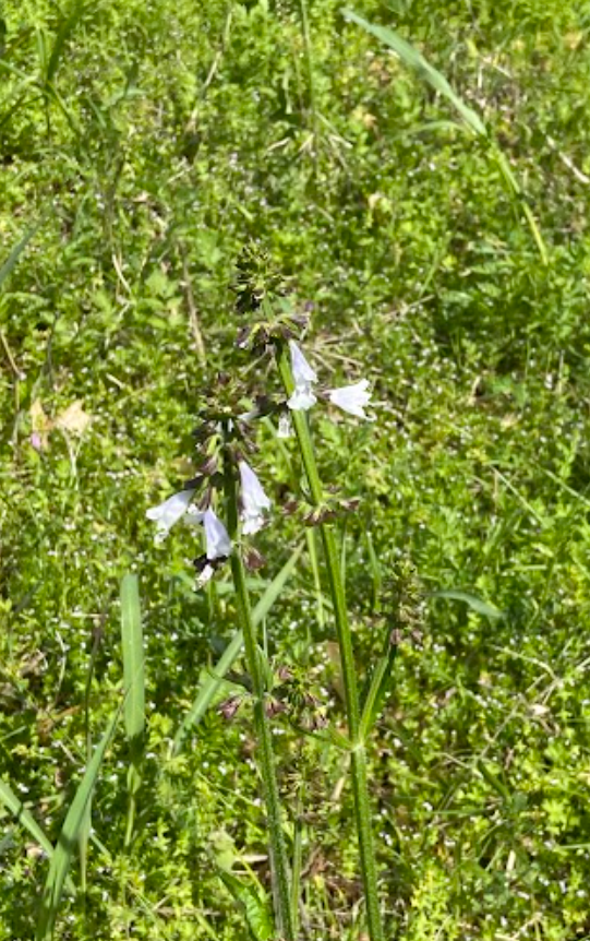 Lyre-leaved Sage, Salvia lyrata