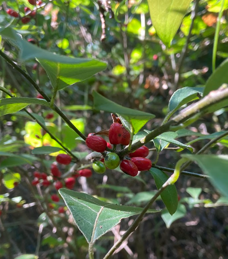 Spicebush, Lindera benzoin