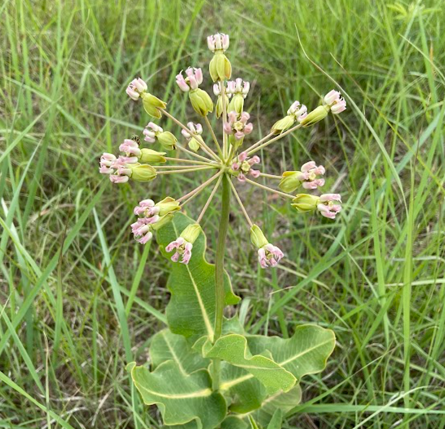 Clasping Milkweed, Asclepias amplexicaulis