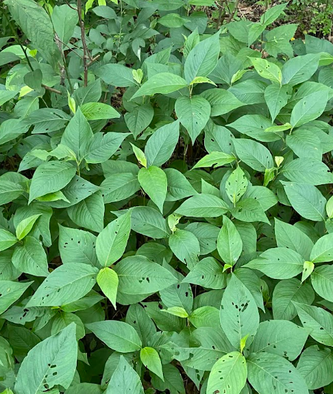Virginia Knotweed, Persicarea virginiana