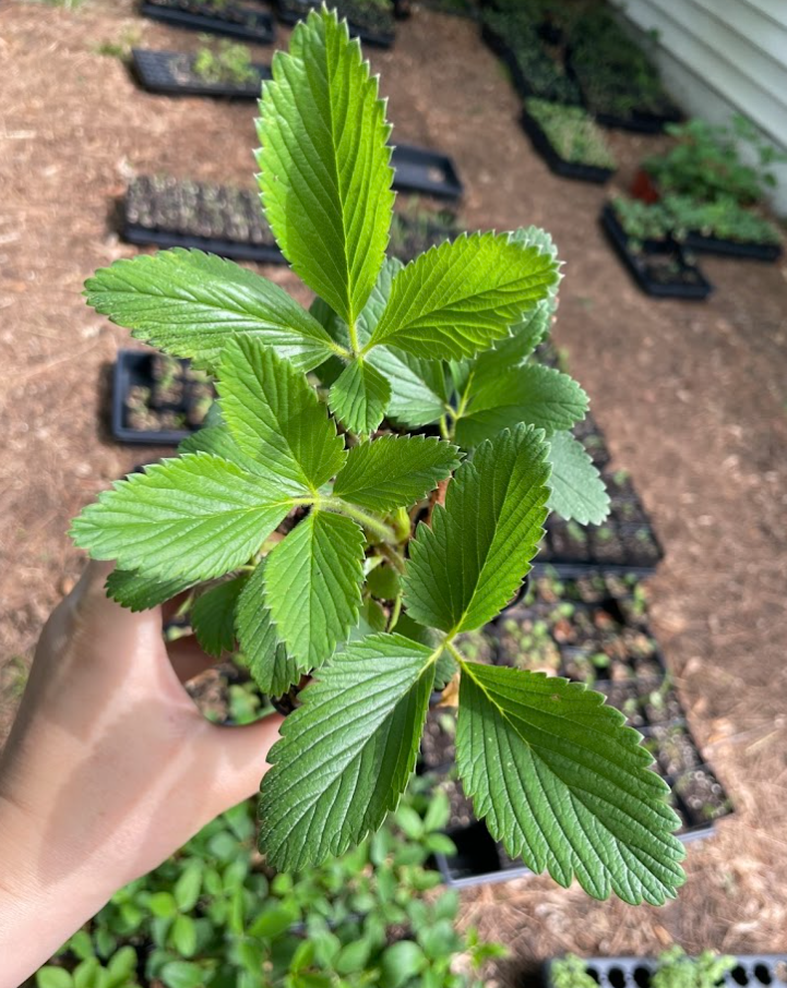 Wild Strawberry, Fragaria virginiana