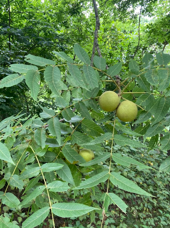 Black Walnut, Juglans nigra
