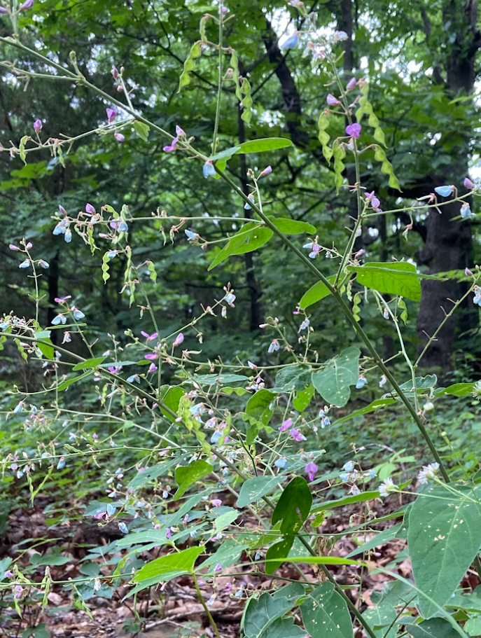 Panicled Ticktrefoil, Desmodium paniculatum