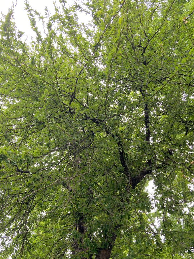 Woolly Buckthorn, Sideroxylon lanuginosum