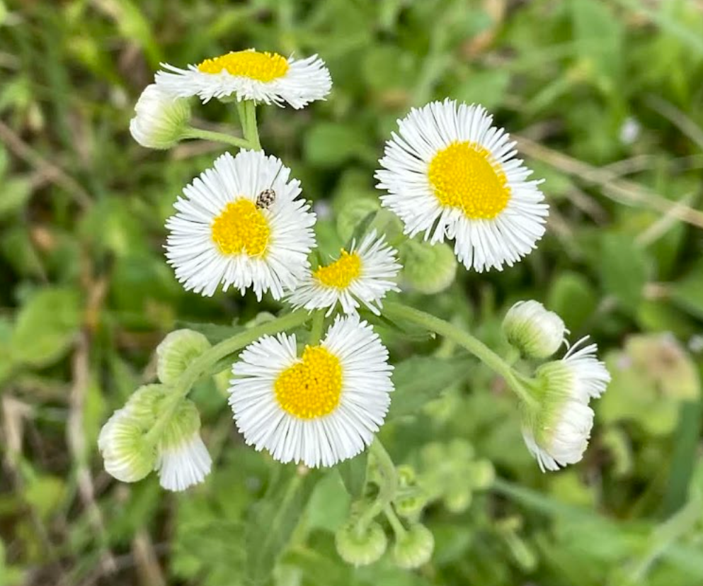 Philadelphia Fleabane, Erigeron philadelphicus