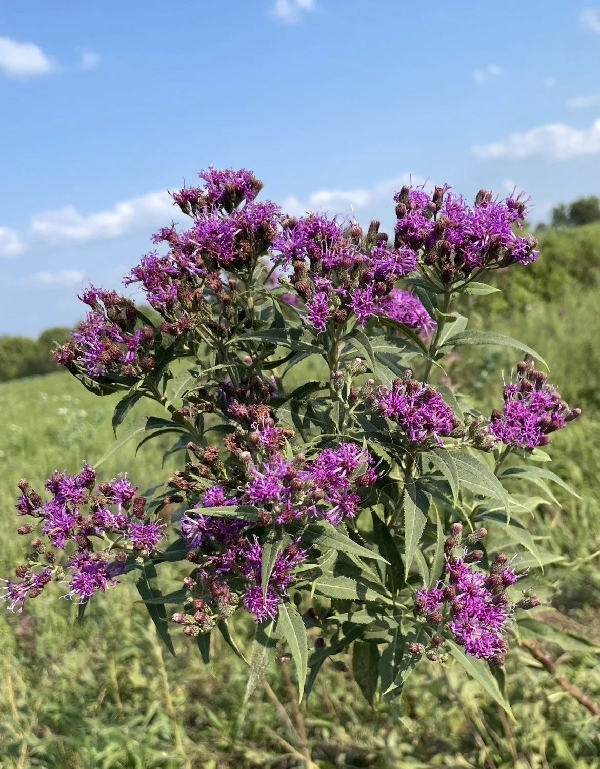 Western Ironweed, Vernonia baldwinii