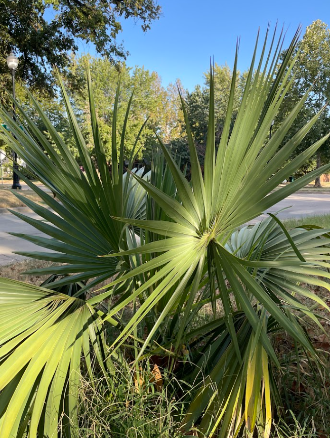 Dwarf Palmetto, Sabal minor